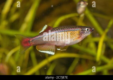 Nuvola bianca, nuvola bianca montagna minnow (Tanichthys albonubes), maschio Foto Stock