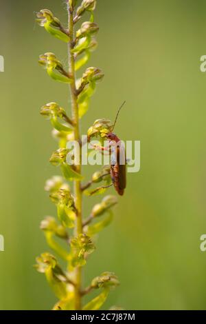 Comune a due pale, a due pale di uovo (Neottia ovata, Listera ovata), fiori con scarabeo, Paesi Bassi, Frisia Foto Stock