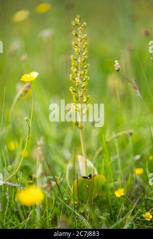 Twayblade comune, twayblade foglia d'uovo (Neottia ovata, Listera ovata), fioritura, Paesi Bassi, Frisia Foto Stock