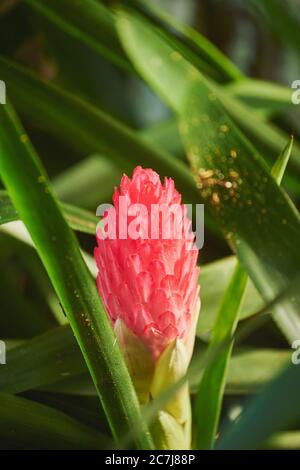 Zenzero, zenzero comune, zenzero da cucina, zenzero cantone (Zingiber officinale), infiorescenza, USA, Hawaii, Oahu Foto Stock