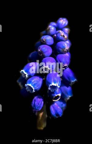 Giacinto di uva piccolo, giacinto di uva comune (Muscari botryoides, Muscari heldreichii, Hyacinthus botryoides), infiorescenza su fondo nero, Paesi Bassi, Frisia Foto Stock