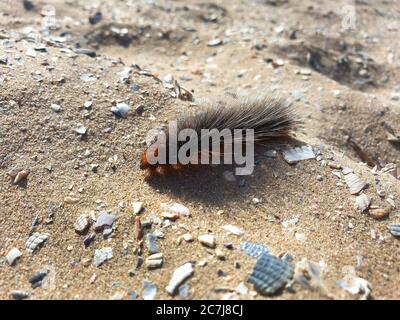 La falce di coda bruna, la coda bruna (Euproctis crisorroea), caterpillar, può causare prurito e disturbi respiratori, Paesi Bassi, Sud Olanda, Noordwijk aan Zee Foto Stock