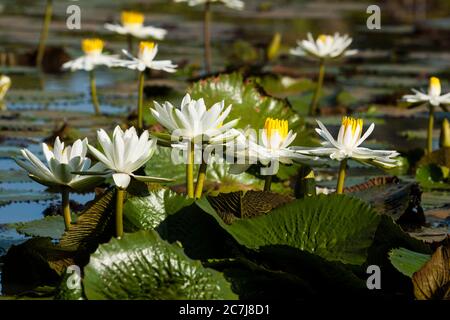 Giglio d'acqua egiziano, loto egiziano bianco (loto di Ninfea), fioritura, Gambia, Divisione Occidentale, legno di Marakissa, Brikama Foto Stock