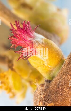 Nocciolo comune (Corylus avellana), infiorescenza femminile, Germania, Baviera, Isental Foto Stock