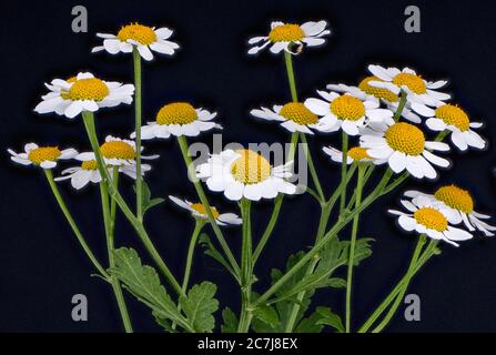 Featherfew, feverfew, tansy di foglia di piuma (Tanacetum parthenium, Chrysanthemum parthenium), fiorente contro sfondo nero, Germania Foto Stock