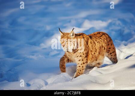 Lynx settentrionale (Lynx lynx), camminando attraverso la neve, vista laterale, Germania, Baviera, Parco Nazionale della Foresta Bavarese Foto Stock