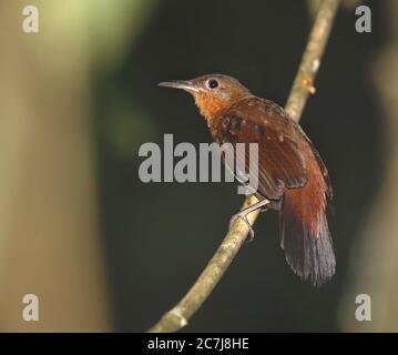 Il maledetto Leaftosser (Sclerurus obscure bahiae, Sclerurus bahiae), arroccato su un ramo nel sottobosco della foresta pluviale atlantica pianeggiante, Brasile, Bahia Foto Stock