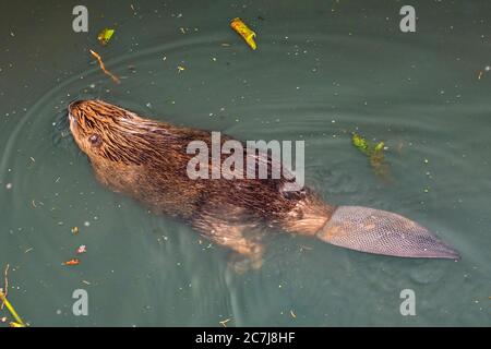 Castoro eurasiatico, castoro europeo (fibra di Castor), nuoto giovanile, Germania, Baviera Foto Stock