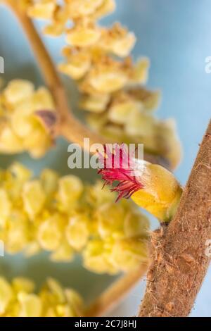 Nocciolo comune (Corylus avellana), infiorescenza femminile, Germania, Baviera, Isental Foto Stock
