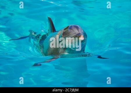 Delfino imbottito, delfino comune a bottiglia (truncatus Tursiops), nuoto in un delfinario, vista frontale Foto Stock