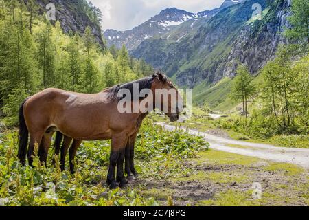 Cavallo domestico (Equus przewalskii F. caballus), warmbloods che stanno insieme su un pascolo nelle alte montagne, vista laterale, Austria, Carinzia, Nationalpark Hohe Tauern Foto Stock