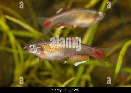 Nuvola bianca, nuvola bianca montagna minnow (Tanichthys albonubes), maschio Foto Stock