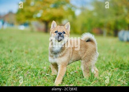 Shiba Inu (Canis lupus F. familiaris), cucciolo si trova in un prato e si alza verso l'alto, Germania, Baviera Foto Stock