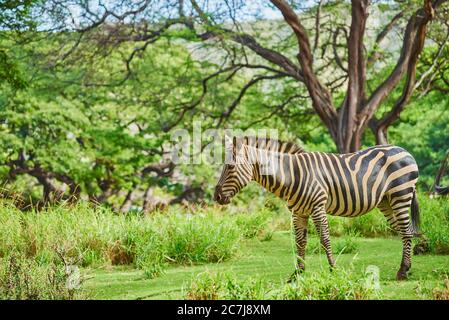Zebra di Burchell, zebra, zebra comune, zebra pianeggiante (Equus quagga burchelli, Equus burchelli), in piedi nella savana, vista laterale, Africa Foto Stock