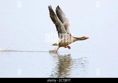 Grylag Goose (Anser anser), a partire dalla superficie dell'acqua, vista laterale, Germania, Baviera Foto Stock