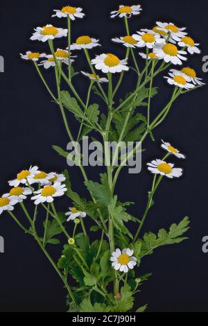 Featherfew, feverfew, tansy di foglia di piuma (Tanacetum parthenium, Chrysanthemum parthenium), fiorente contro sfondo nero, Germania Foto Stock