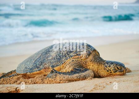 Tartaruga verde, tartaruga rocciosa, tartaruga di carne (Chelonia mydas), che giace sulla spiaggia, Stati Uniti, Hawaii, Oahu, Spiaggia di Laniakea Foto Stock