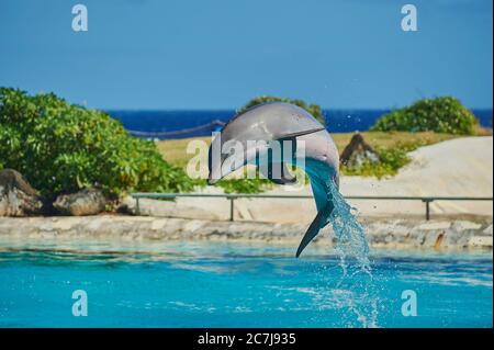 Delfino imbottito, delfino comune a naso a bottiglia (Tursiops truncatus), tuffati in un delfinario Foto Stock