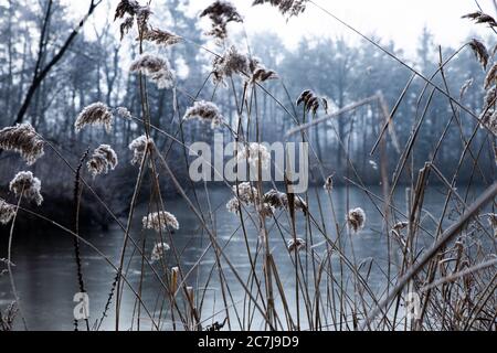 Fuoco selettivo di rami di erba dolce ricoperti di neve crescente vicino al lago Foto Stock