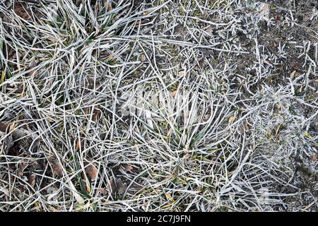 Colpo ad angolo alto di una tessitura del terreno con erba asciutta crescendo nel suolo Foto Stock