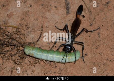 Wasp con cintura a filo, Ammophila sp., trasporto di Moth prominente paralizzato, Famiglia Notodontidae, preda di caterpillar Foto Stock