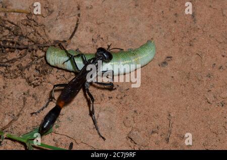 Wasp con cintura a filo, Ammophila sp., trasporto di Moth prominente paralizzato, Famiglia Notodontidae, preda di caterpillar Foto Stock