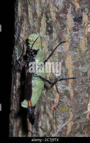 Wasp con cintura a filo, Ammophila sp., trasporto di Moth prominente paralizzato, Famiglia Notodontidae, preda di caterpillar Foto Stock