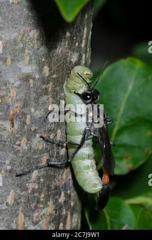 Wasp con cintura a filo, Ammophila sp., trasporto di Moth prominente paralizzato, Famiglia Notodontidae, preda di caterpillar Foto Stock