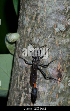 Wasp con cintura, Ammophila sp., con falesia paralizzata, famiglia Notodontidae, preda di caterpillar Foto Stock
