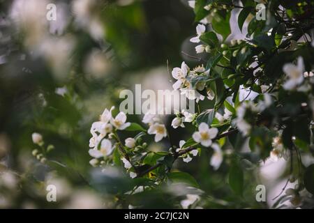 Evergreen rosa Foto Stock