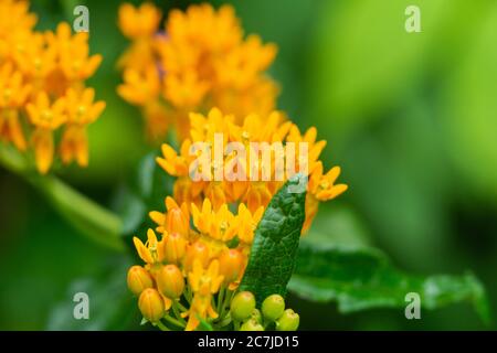 Fiori di farfallata in estate Foto Stock