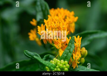 Fiori di farfallata in estate Foto Stock