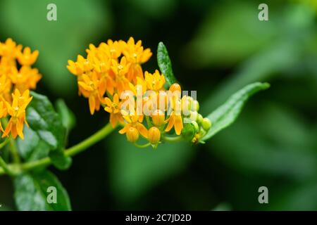 Fiori di farfallata in estate Foto Stock