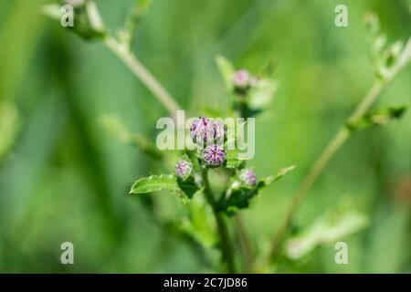 Creeping Thistle boccioli di fiori in estate Foto Stock