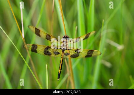 Halloween Pennant Dragonfly in estate Foto Stock