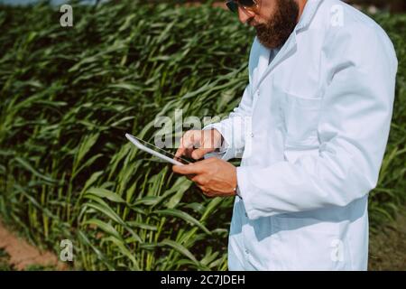 Agronomo tecnico caucasico maschile con computer tablet nel campo del mais controllo della qualità e la crescita delle colture per l'agricoltura. Comando campo mais Foto Stock