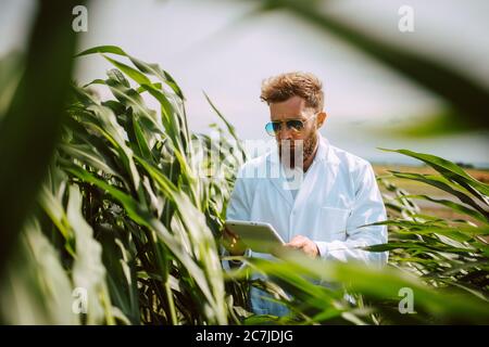 Agronomo tecnico caucasico maschile con computer tablet nel campo del mais controllo della qualità e la crescita delle colture per l'agricoltura. Comando campo mais Foto Stock