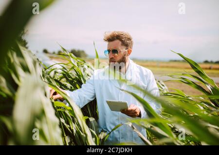 Agronomo tecnico caucasico maschile con computer tablet nel campo del mais controllo della qualità e la crescita delle colture per l'agricoltura. Comando campo mais Foto Stock