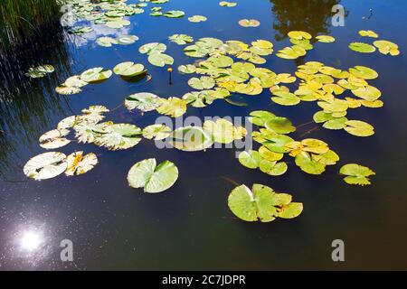 Sole riflesso nel lago di giglio d'acqua Foto Stock