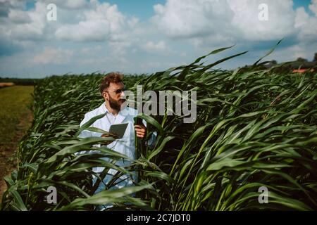 Agronomo tecnico caucasico maschile con computer tablet nel campo del mais controllo della qualità e la crescita delle colture per l'agricoltura. Comando campo mais Foto Stock