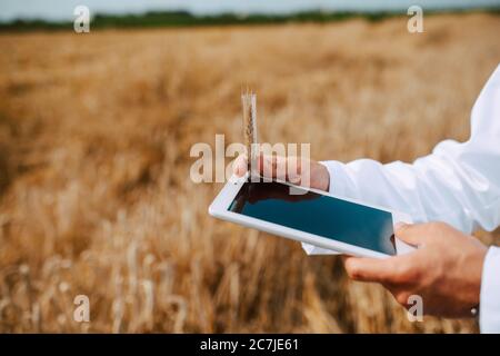 Primo piano di computer tablet in mano maschio agronomo tecnico caucasico nel campo del controllo qualità del grano e la crescita delle colture per l'agricoltura. Foto Stock