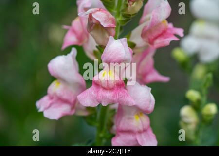 Fiori Snapdragon in fiore in estate Foto Stock