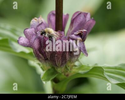 Fioritura genziana di Pannonian, Ruckowitzschachten, Großer Falkenstein, Parco Nazionale, Foresta Bavarese, Baviera, Germania Foto Stock