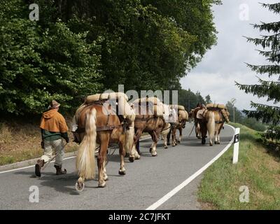 Säumerzug, festival del mulo di sale Grafenau, Foresta Bavarese, Baviera, Germania Foto Stock