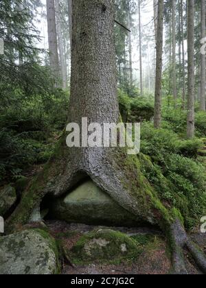 Saußbachklamm vicino a Waldkirchen, Foresta Bavarese, Baviera, Germania Foto Stock