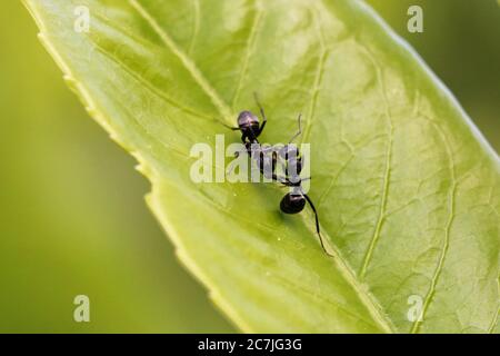 Due formiche da giardino nere che lottano sulla foglia Foto Stock