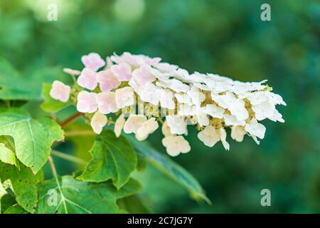 Hydrangee bianco primo piano con foglie verdi. Foto Stock