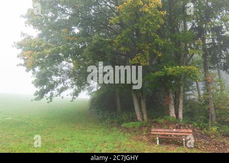 Alberi e panca nella nebbia, vicino a Reischlhof tra Sonnen e Wegscheid, Foresta Bavarese, Baviera, Germania Foto Stock