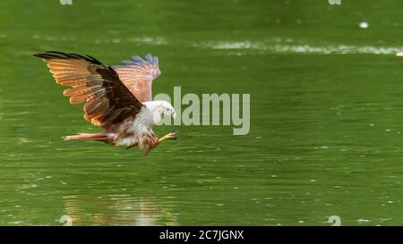 Kite bracconia che si gonfia giù sopra la superficie dell'acqua Foto Stock
