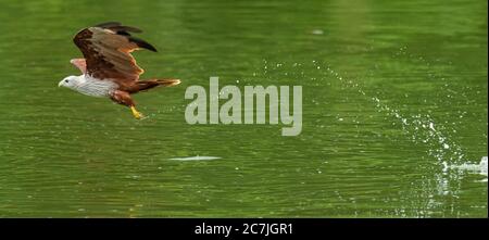 Kite bracconia che si gonfia giù sopra la superficie dell'acqua Foto Stock